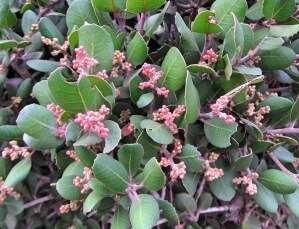 Image of lemonade sumac