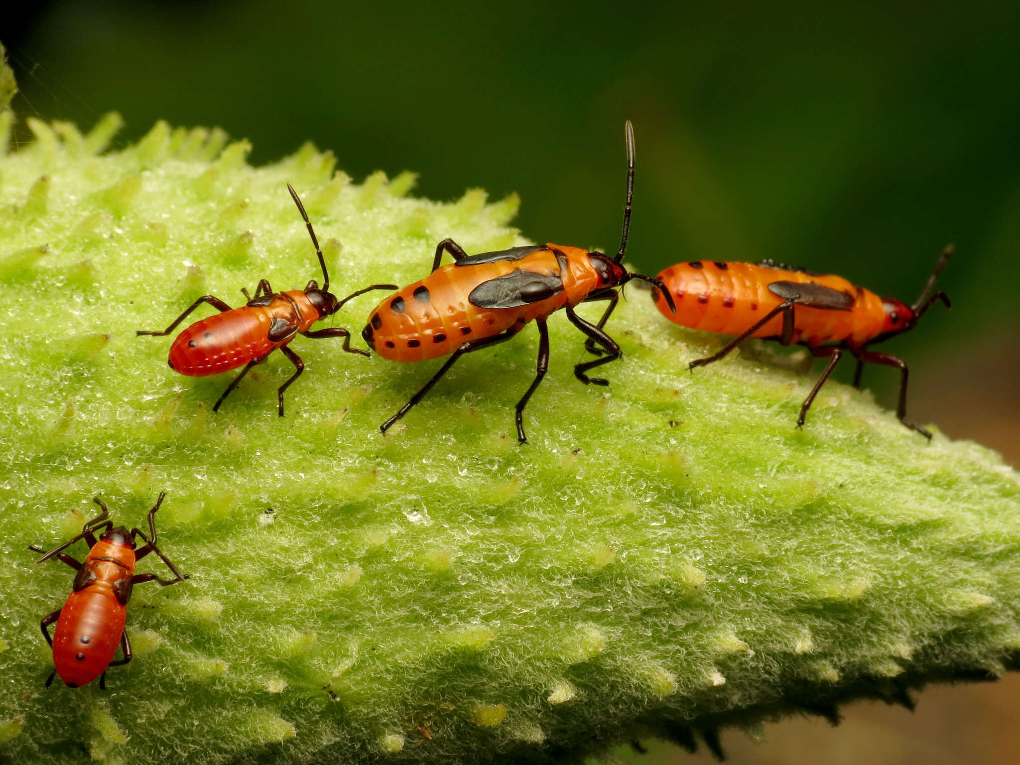 Image of Large Milkweed Bug