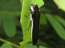 Image de Agrilus xantholomus (Dalman 1823)