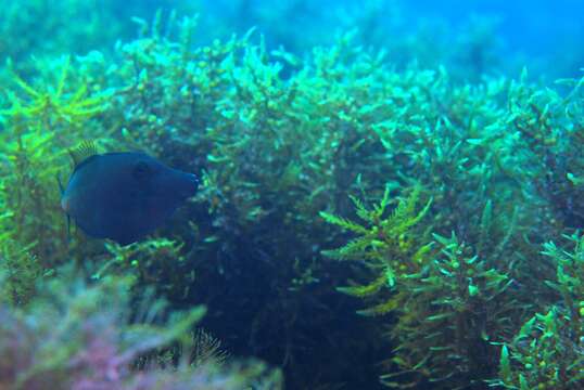 Image of Yellow-striped leatherjacket