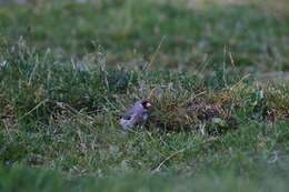 Carduelis carduelis caniceps Vigors 1831的圖片