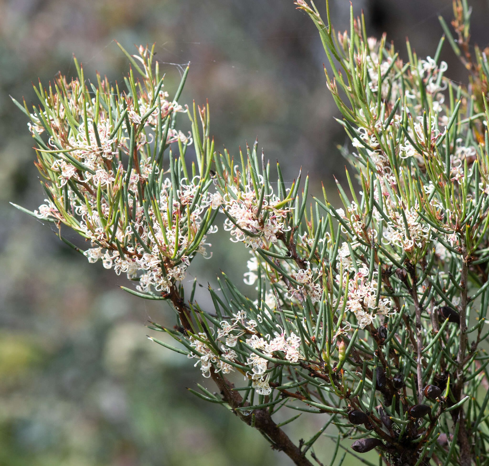 Image of Hakea microcarpa R. Br.