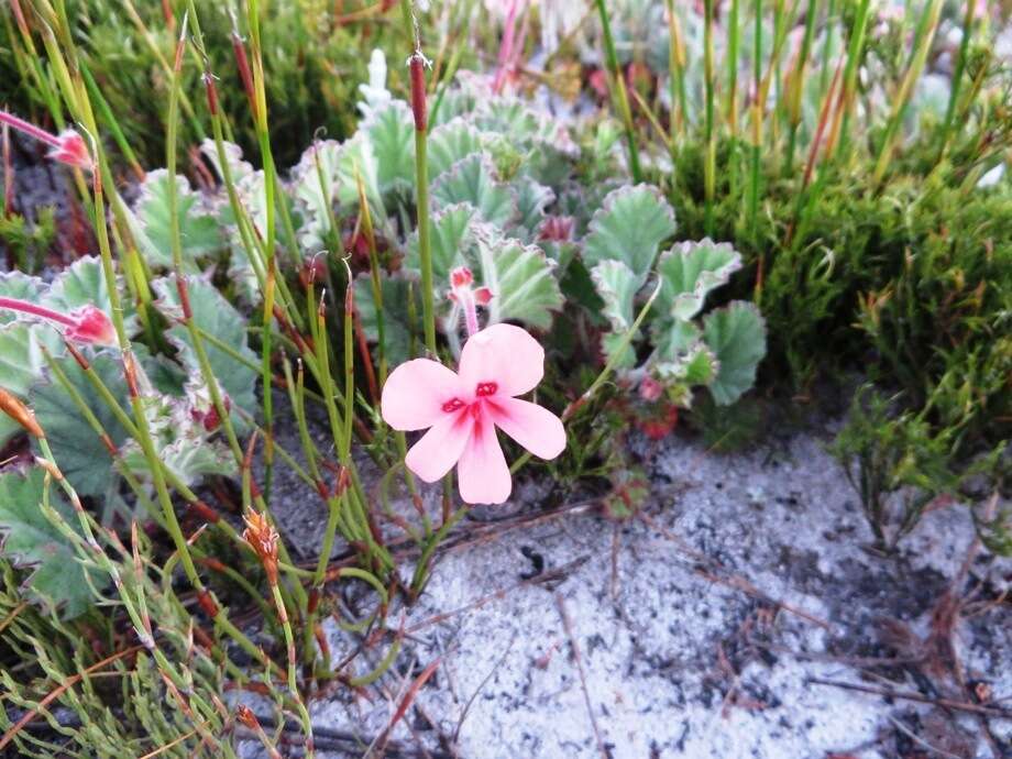 Image of Pelargonium alpinum Eckl. & Zeyh.