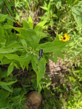 Image of Margined Blister Beetle