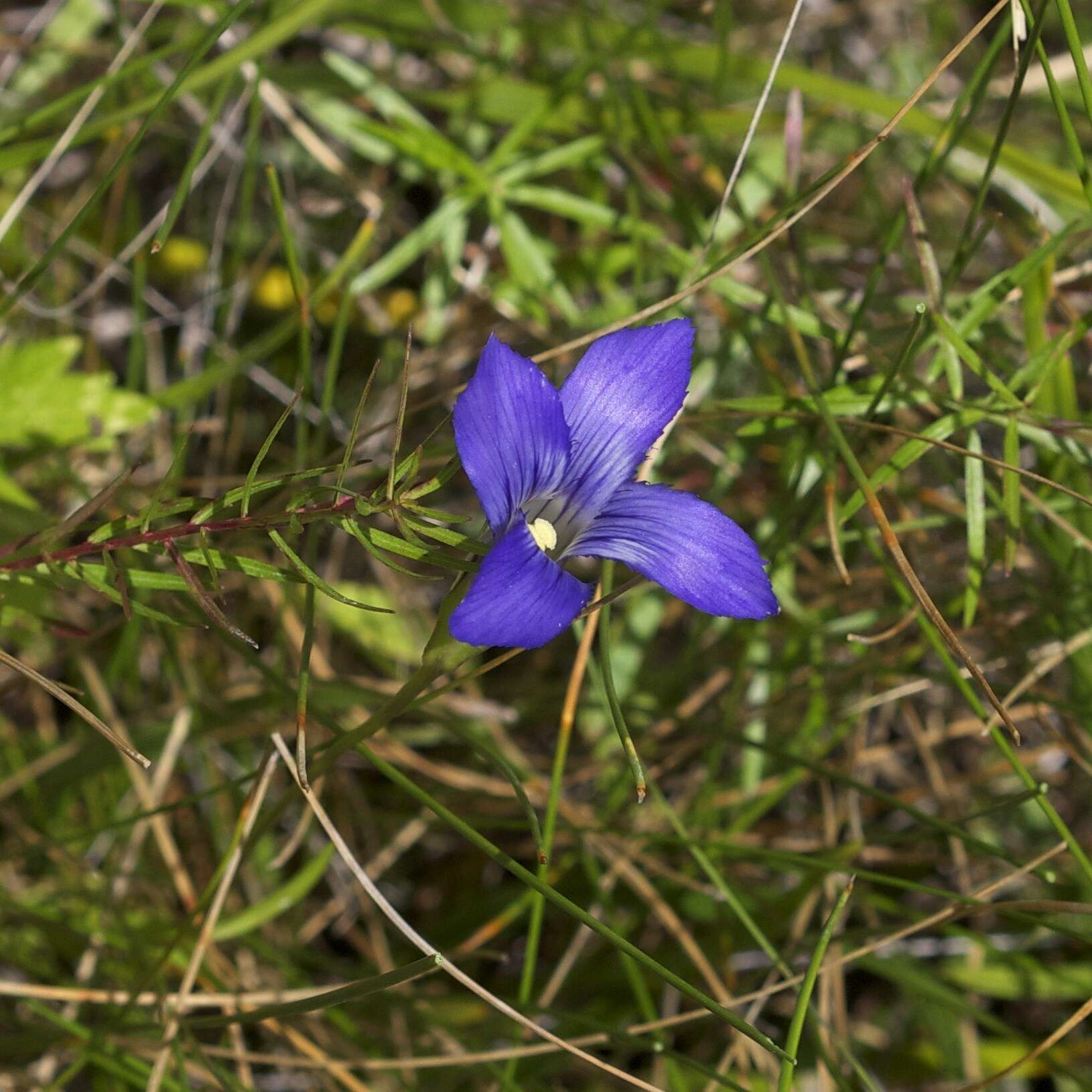 Image of grand fringed gentian