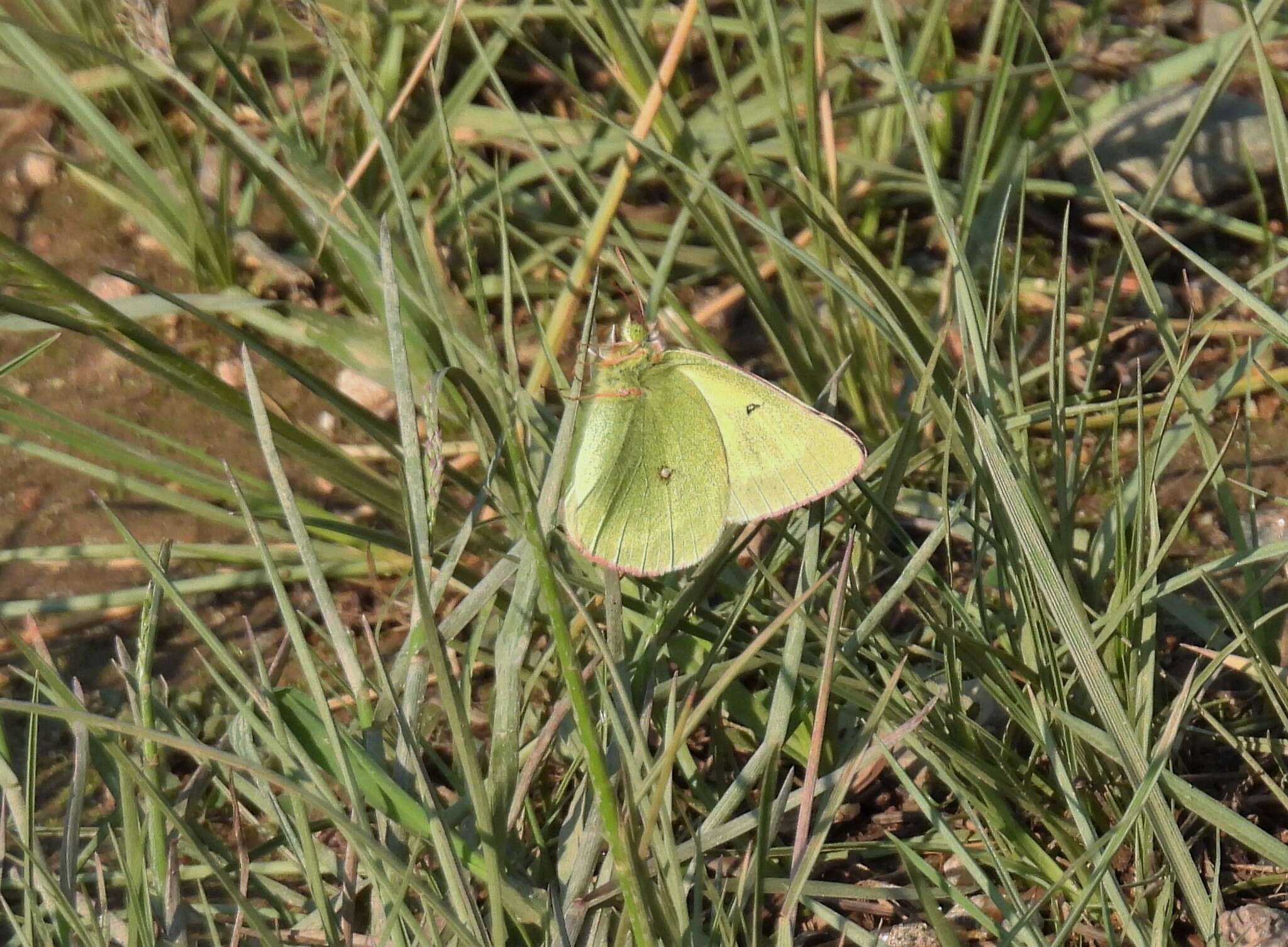 Image of Scudder's Sulphur