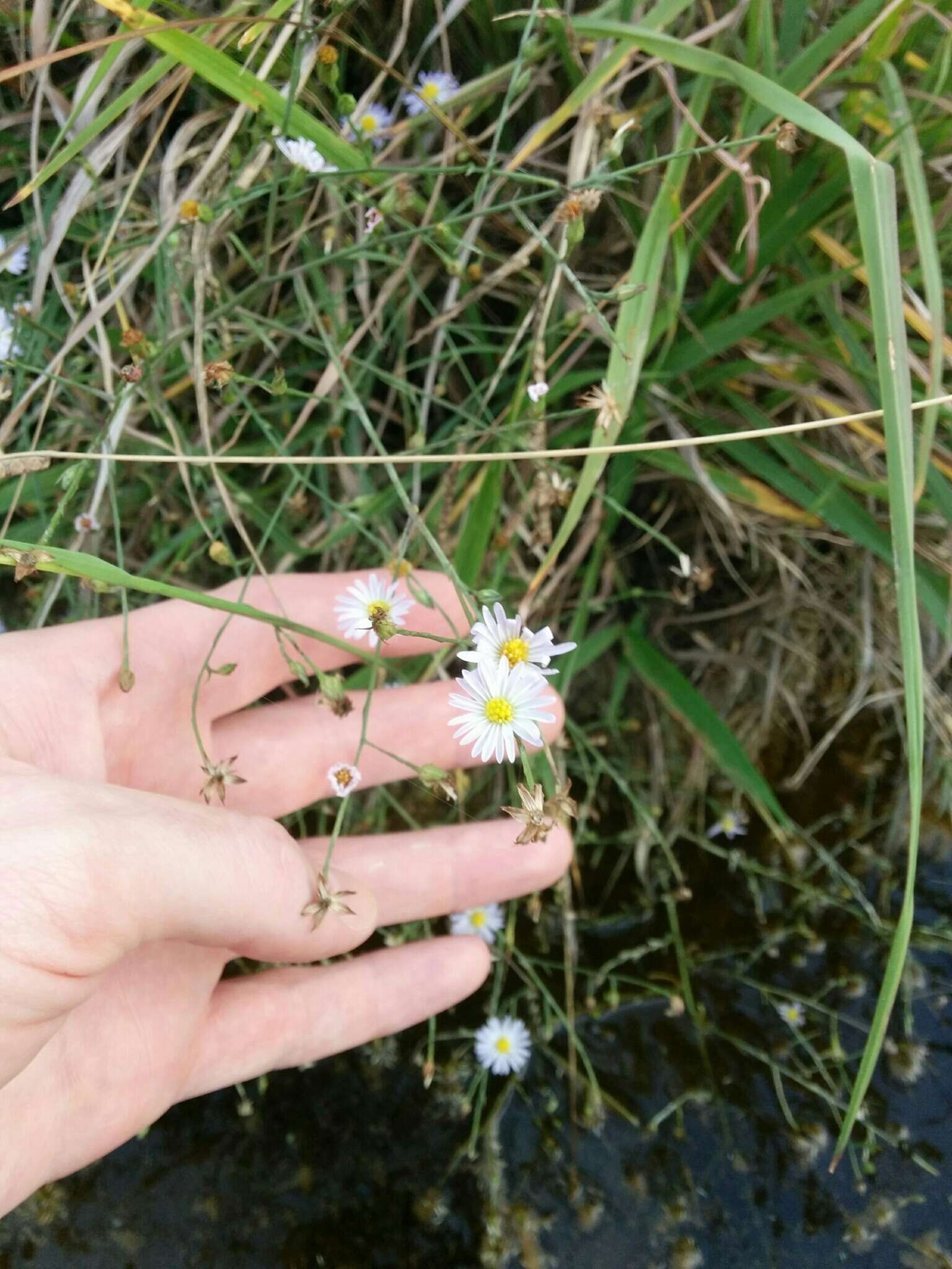 Слика од Symphyotrichum subulatum var. ligulatum S. D. Sundberg