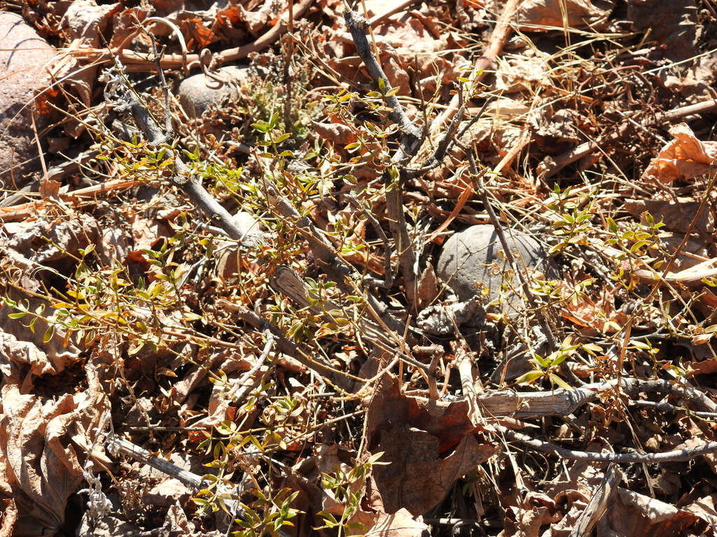 Image de Larrea divaricata Cav.