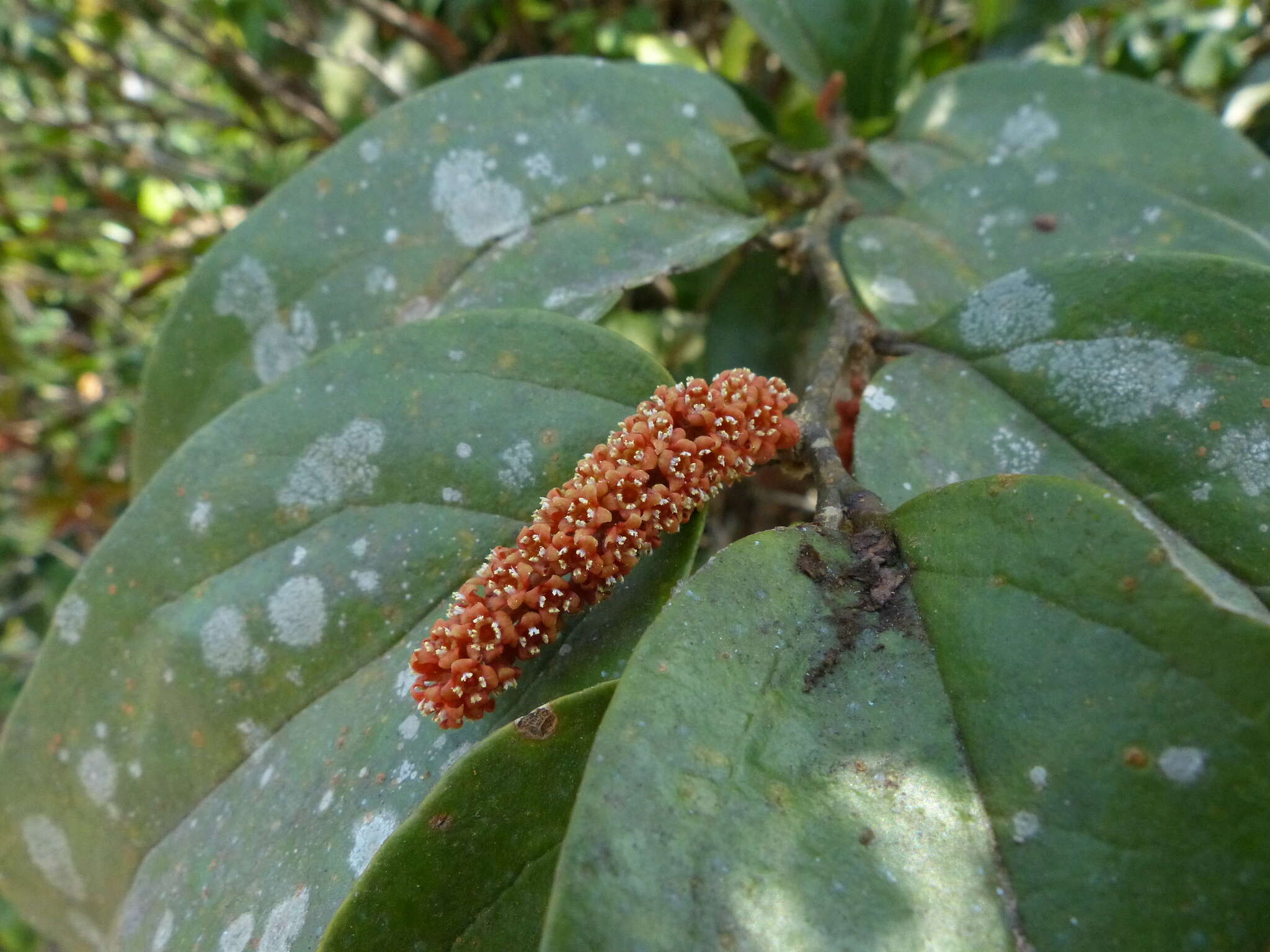 Image of Scleropyrum pentandrum (Dennst.) D. J. Mabberley