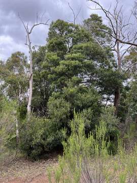 Image of goldenrain wattle