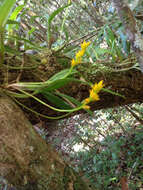 Image of Bulbophyllum auriflorum H. Perrier