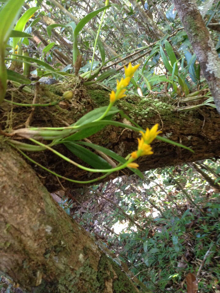 Image de Bulbophyllum auriflorum H. Perrier