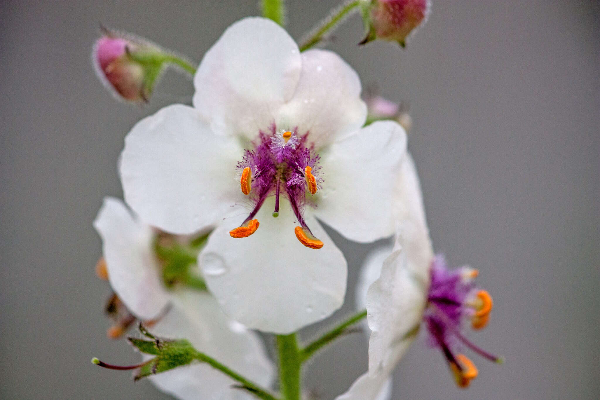 Imagem de Verbascum blattaria L.