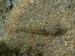 Image of Bridled Goby