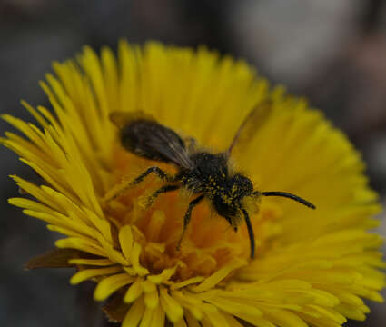 Andrena praecox (Scopoli 1763) resmi