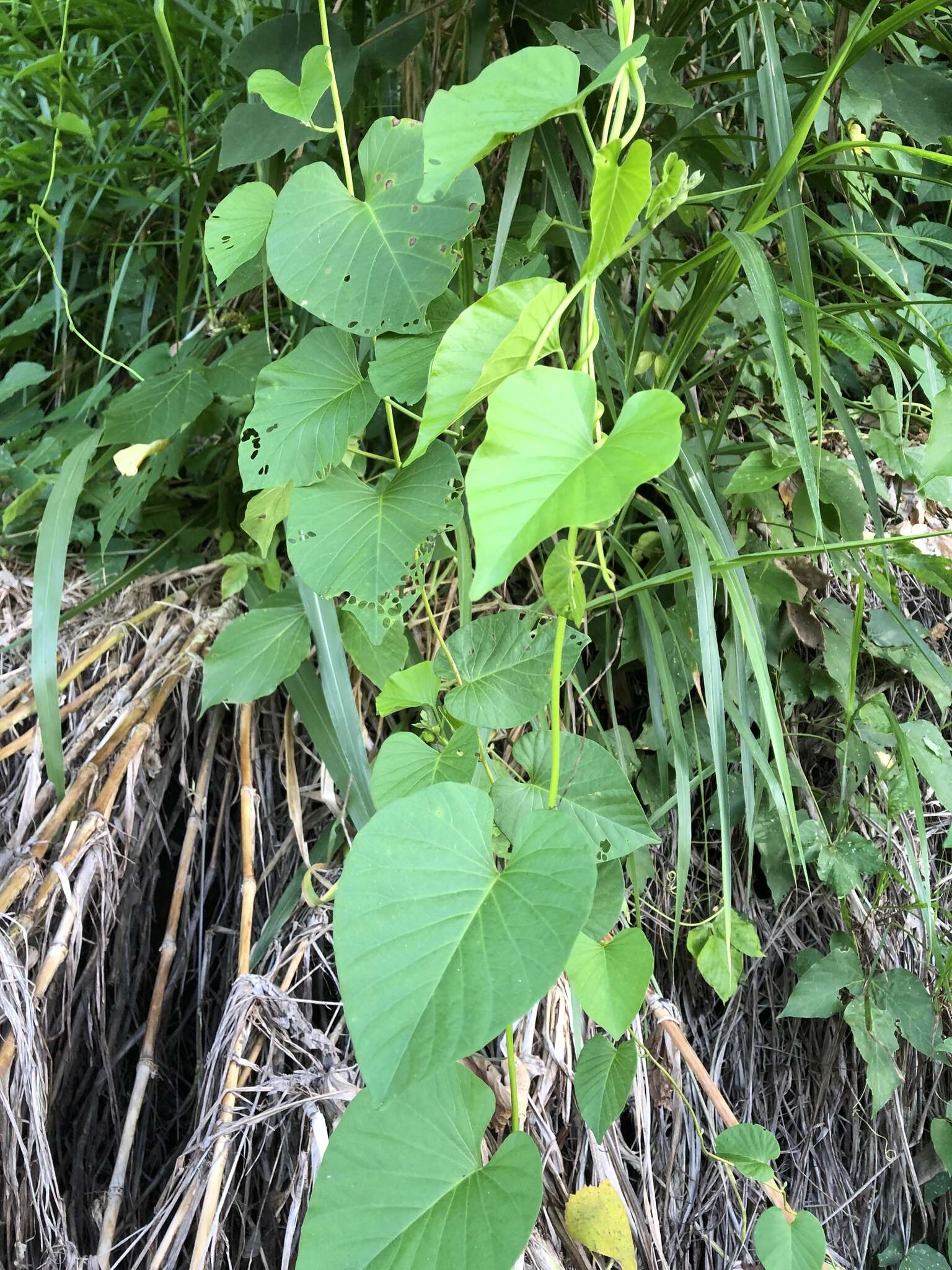 Imagem de Stictocardia tiliifolia (Desr.) Hall. fil.