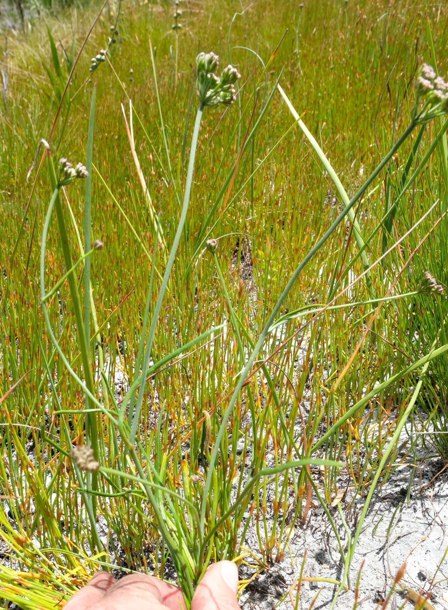 Itasina filifolia (Thunb.) Raf. resmi