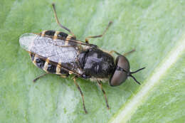 Image de Odontomyia microleon (Linnaeus 1758)