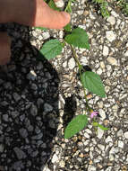 Image of Pyramid-Flower