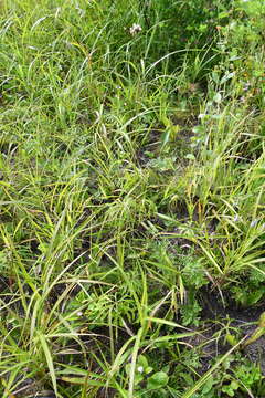 Plancia ëd Syneilesis aconitifolia (Bunge) Maxim.