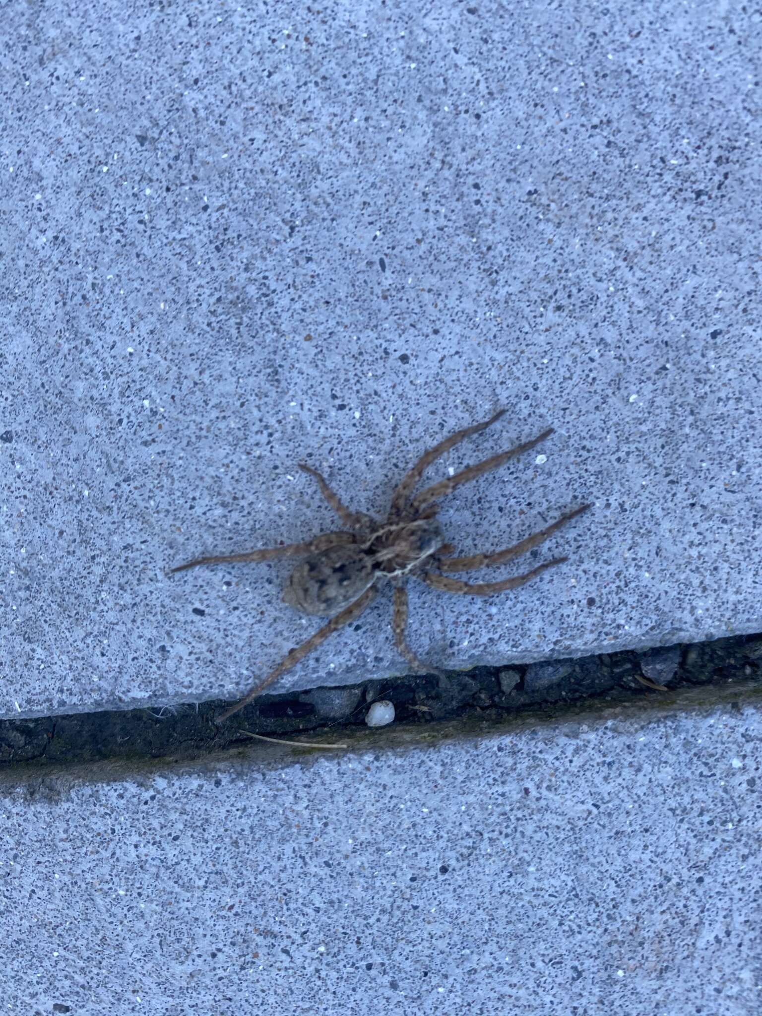 Image of Wolf spider