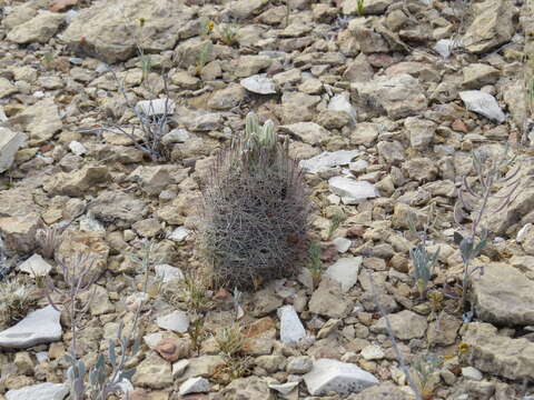 Plancia ëd Sclerocactus warnockii (L. D. Benson) N. P. Taylor