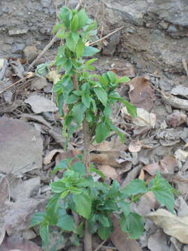 Image of Colubrina triflora Brongn.