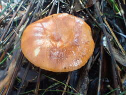 Image de Lactifluus clarkeae (Cleland) Verbeken 2012