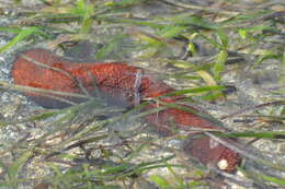 Image of Holothuria (Mertensiothuria) isuga Mitsukuri 1912