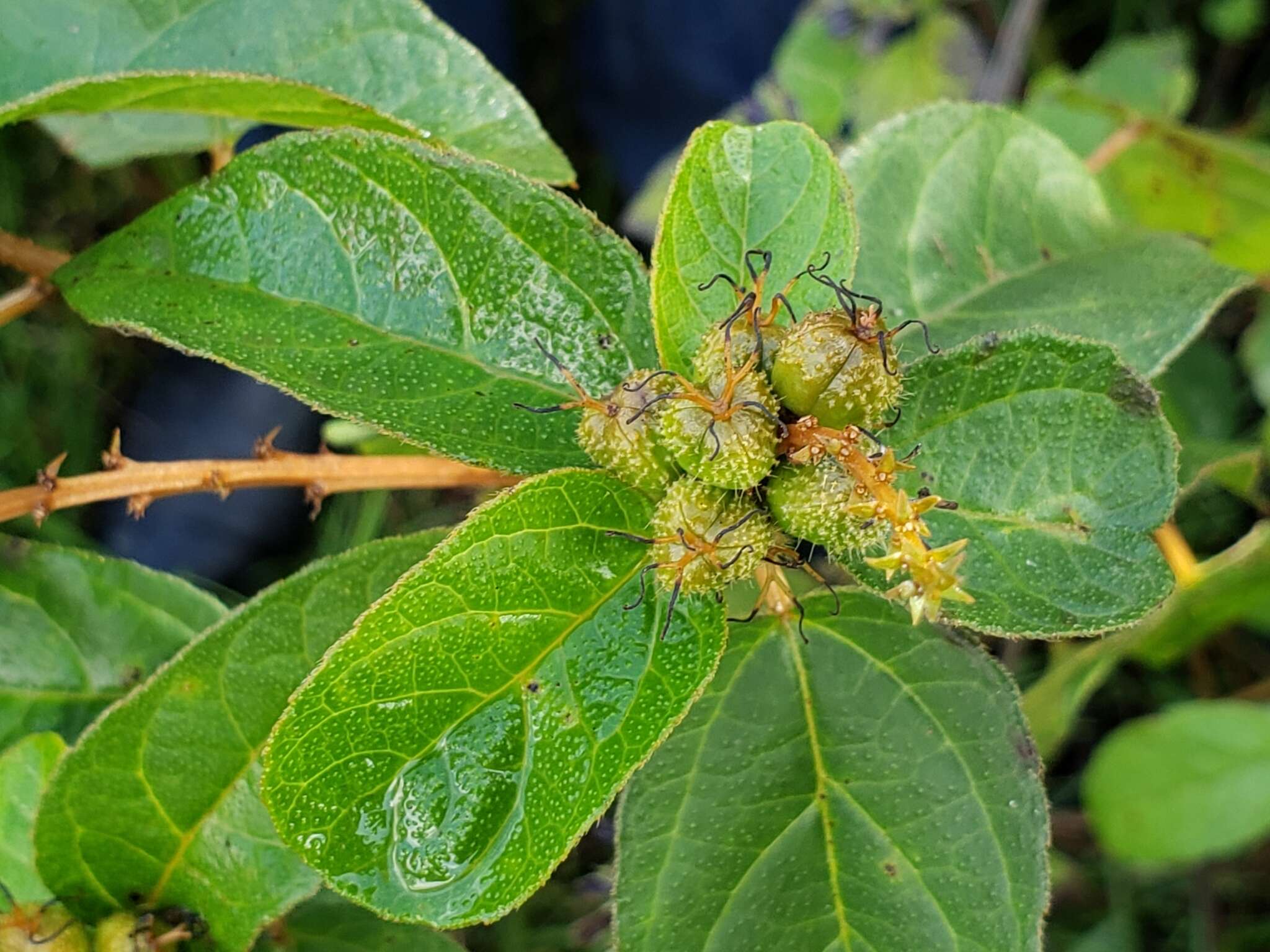 صورة Croton adspersus Benth.