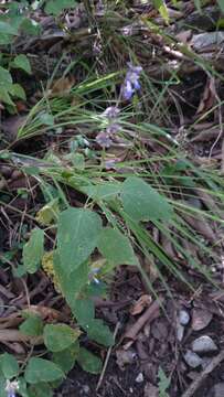 Image de Salvia compsostachys Epling