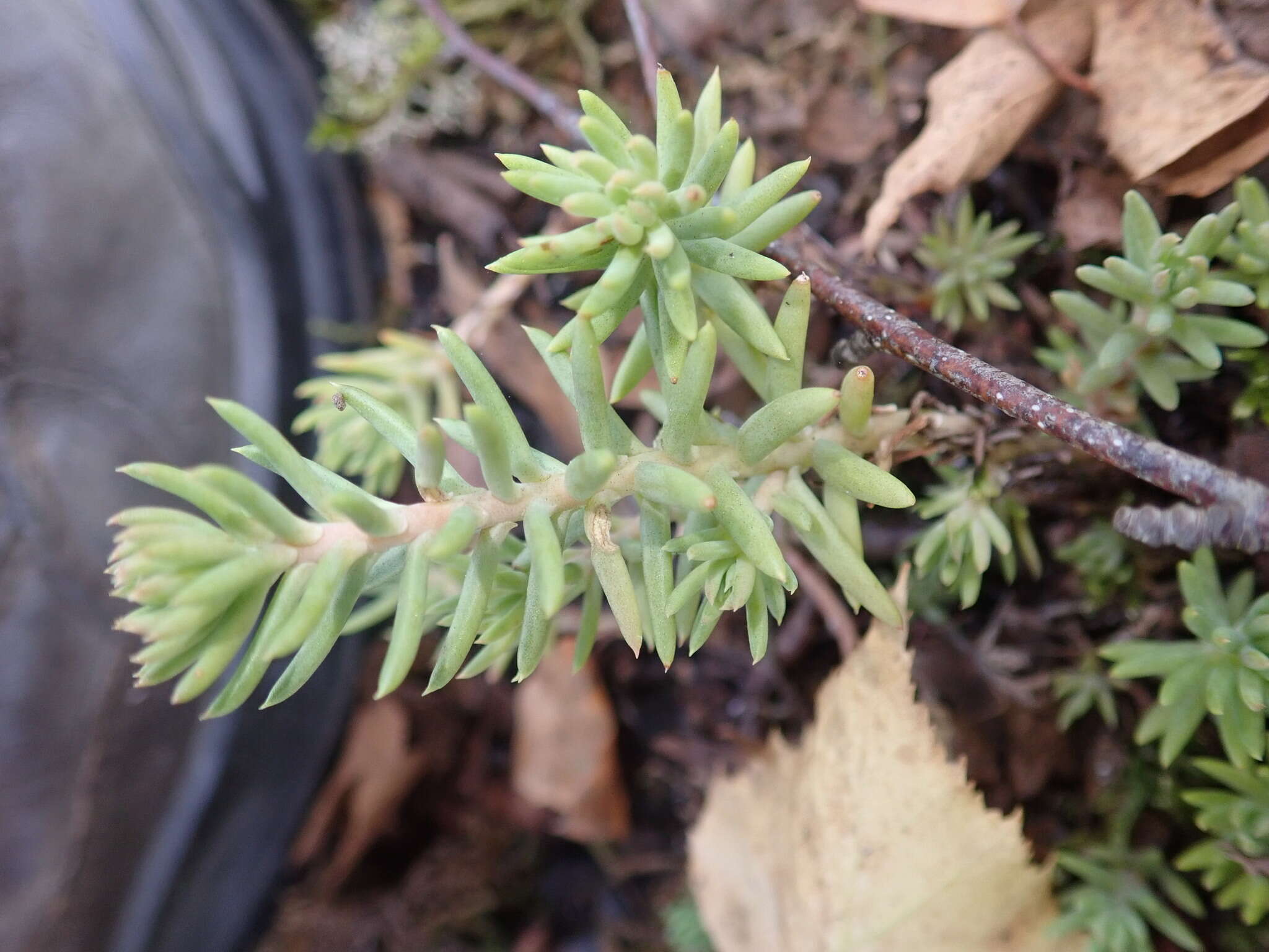 Слика од Petrosedum Grulich