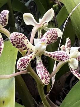 Image of Prosthechea crassilabia (Poepp. & Endl.) Carnevali & I. Ramírez