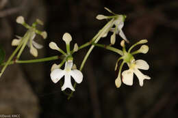 Imagem de Neobathiea spatulata H. Perrier