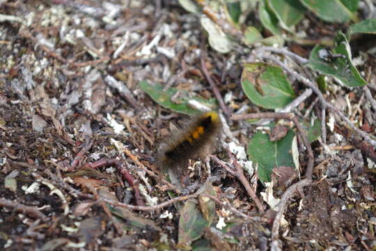 Image of Arctic Woolly Bear Moth