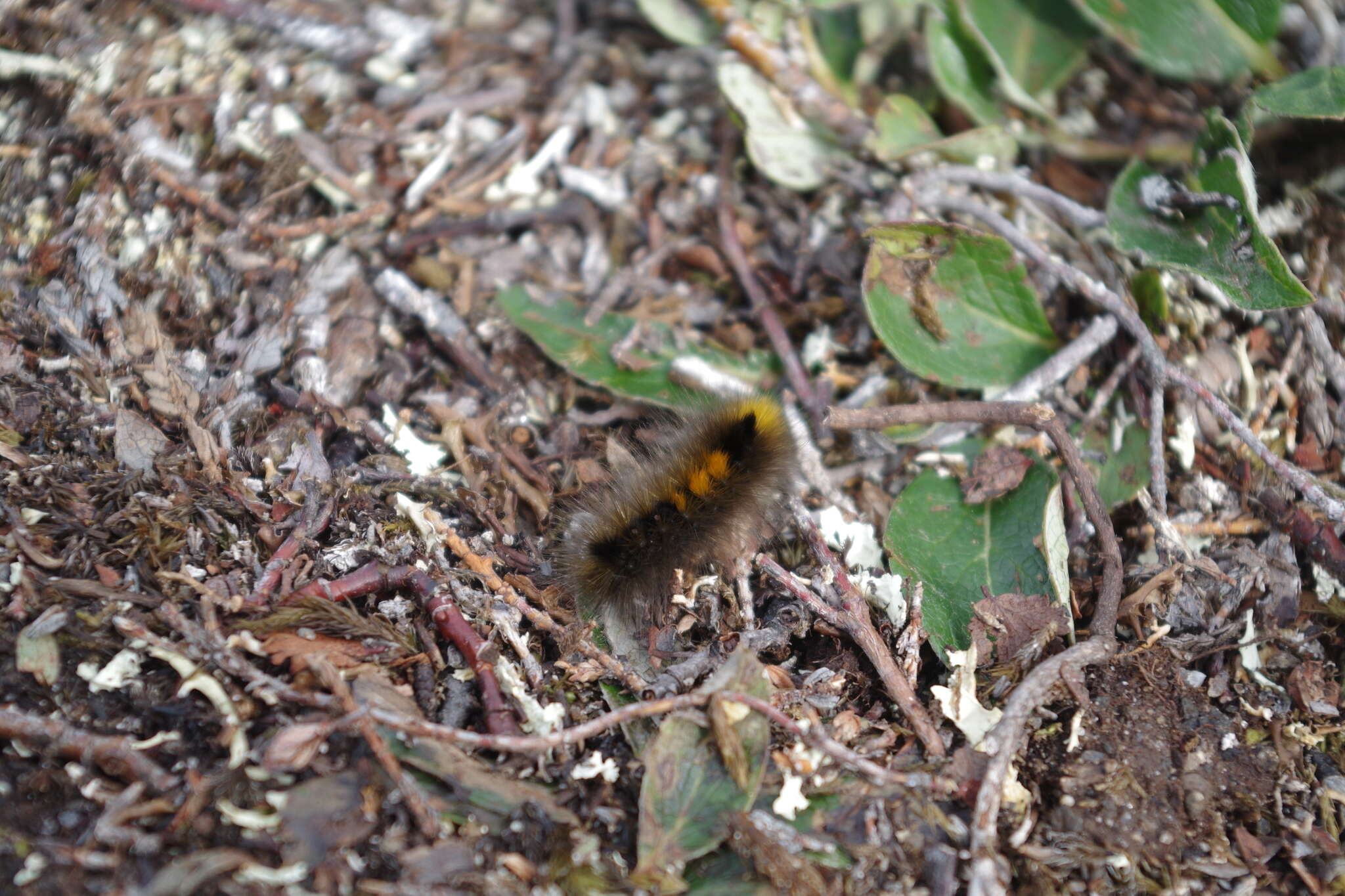 Image of Arctic Wooly-Bear Caterpillar