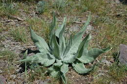 Image of Arctium lappaceum (Schrenk) Kuntze