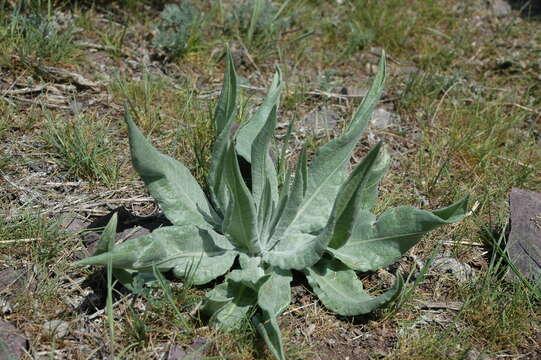 Image of Arctium lappaceum (Schrenk) Kuntze