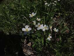 Plancia ëd Ranunculus platanifolius L.