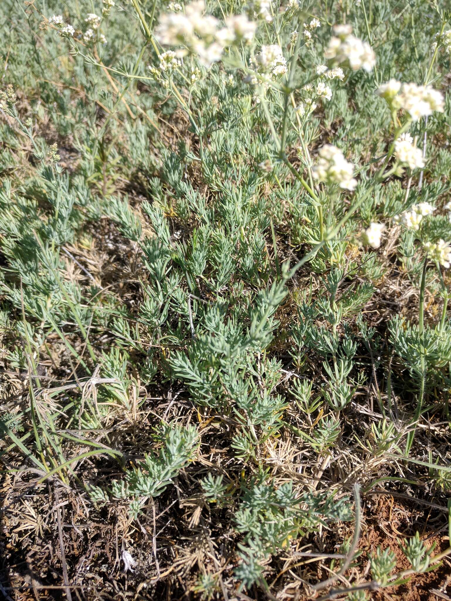 Imagem de Galium xeroticum (Klokov) Pobed.