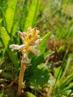 Image of oxtongue broomrape