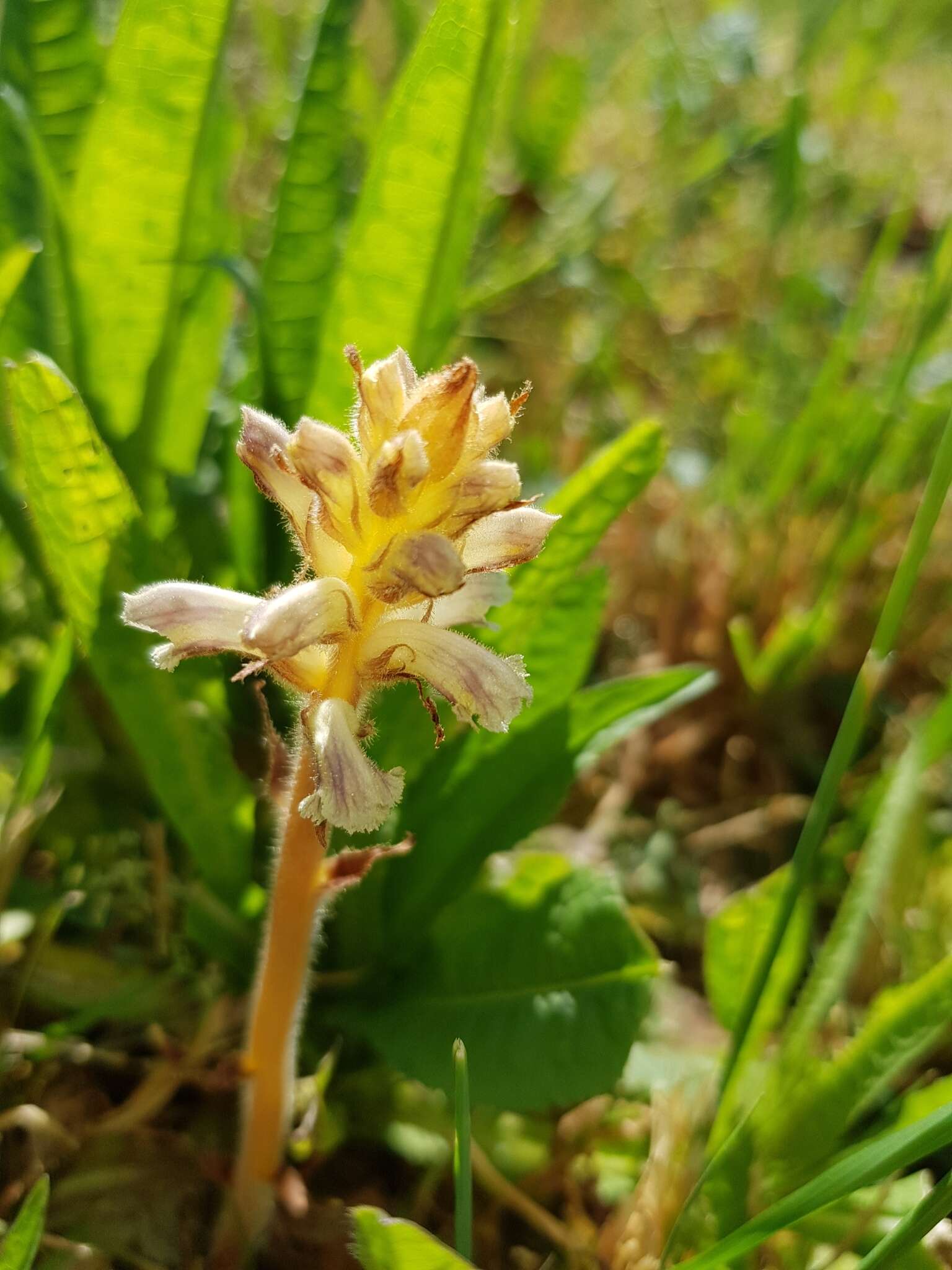 Image of oxtongue broomrape