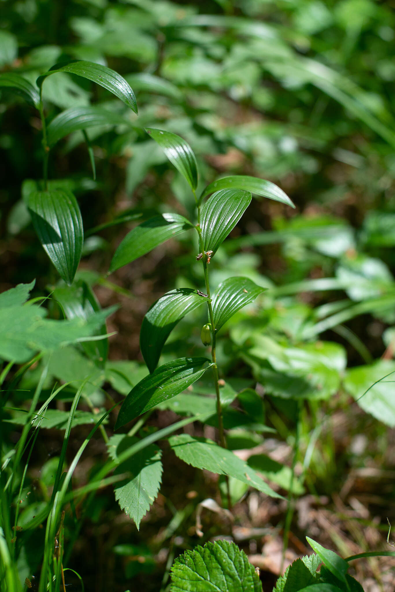 Image of dwarf solomon's seal