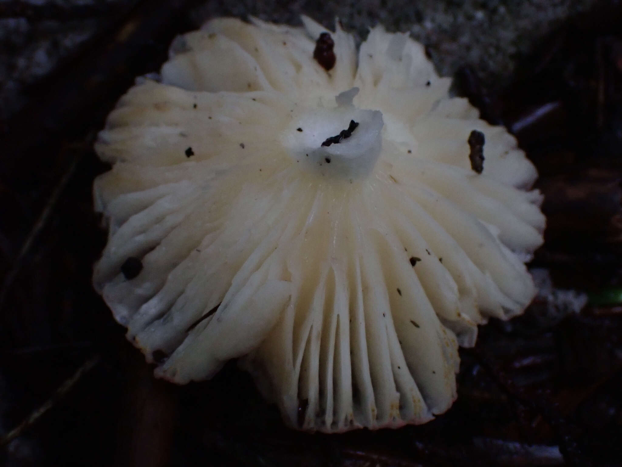 Image of Russula kansaiensis Hongo 1979