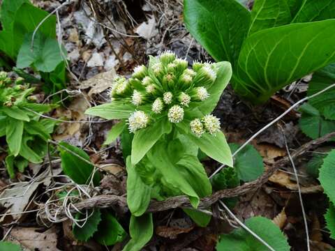 Image of Bog rhubarb