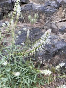 Image of cutleaf thelypody