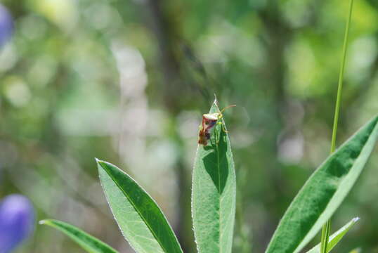 Image of Red-Cross Shield Bug