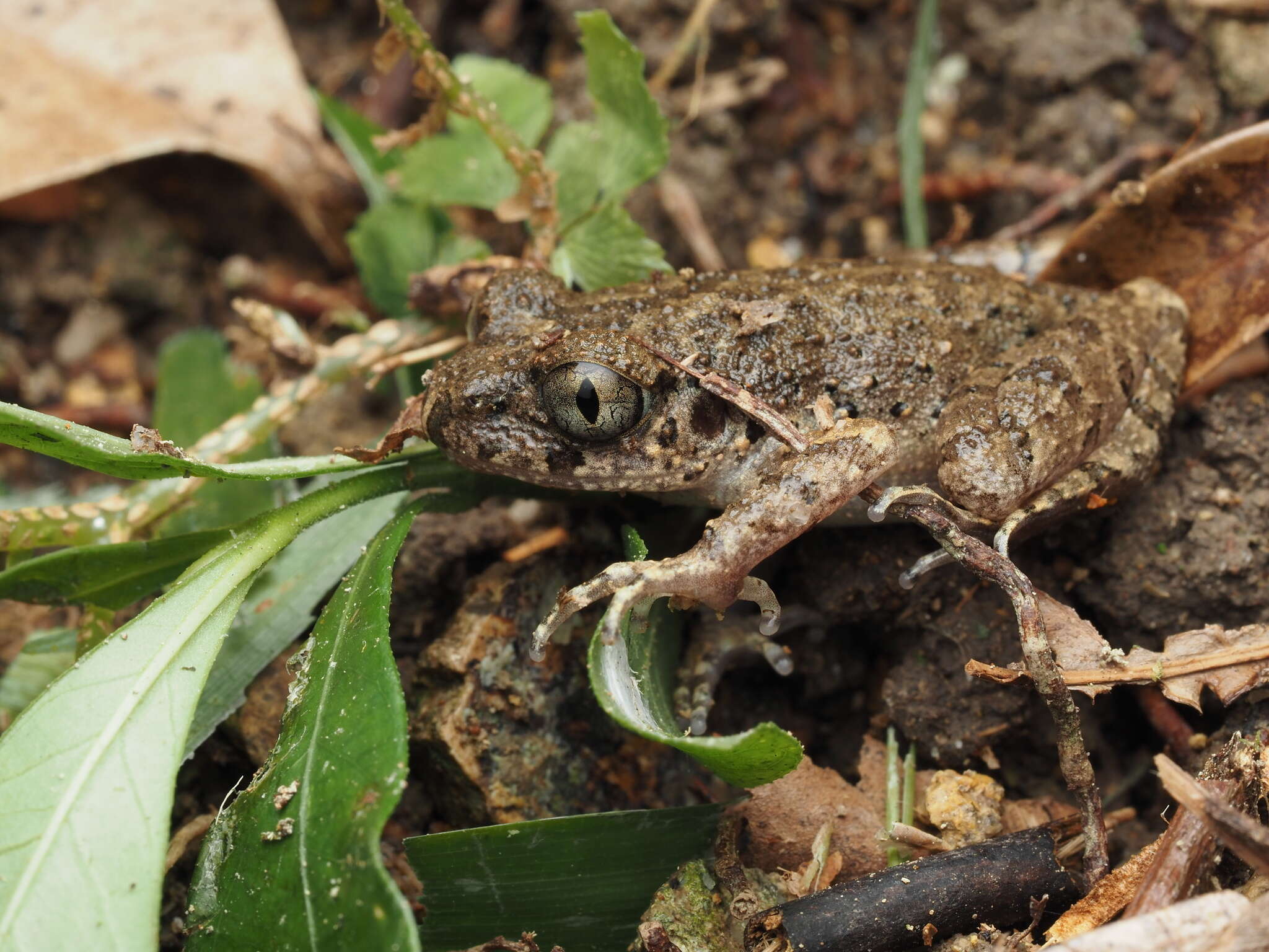 Image of Leptobrachella laui (Sung, Yang & Wang 2014)