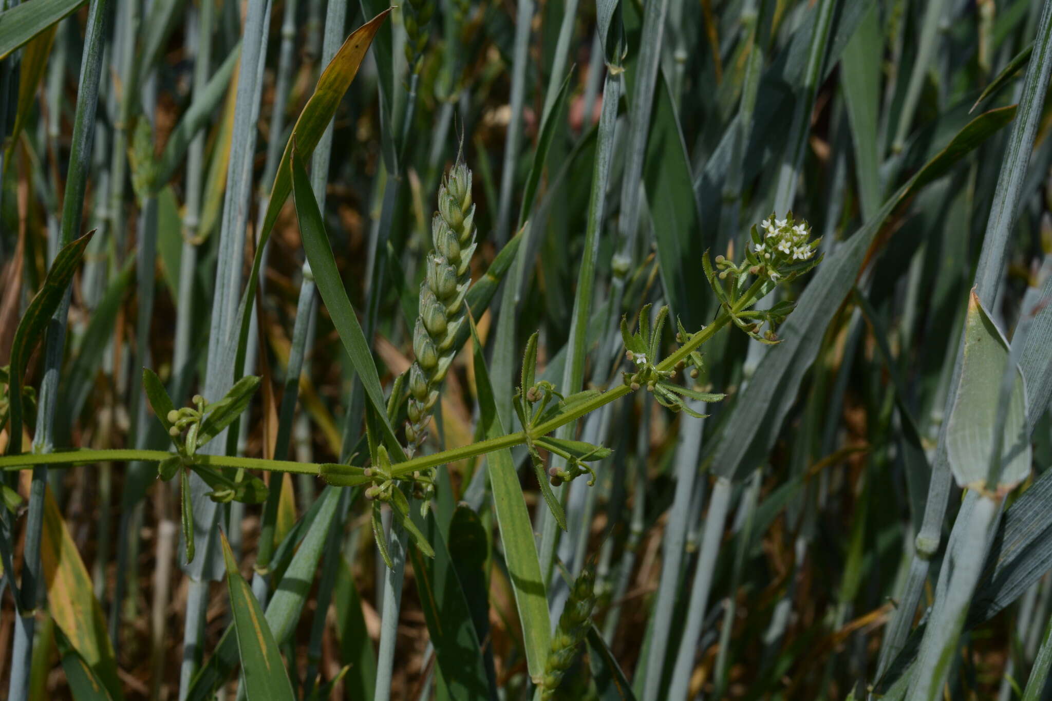 Plancia ëd Galium tricornutum Dandy