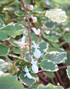 Image of Plectranthus madagascariensis (Pers.) Benth.